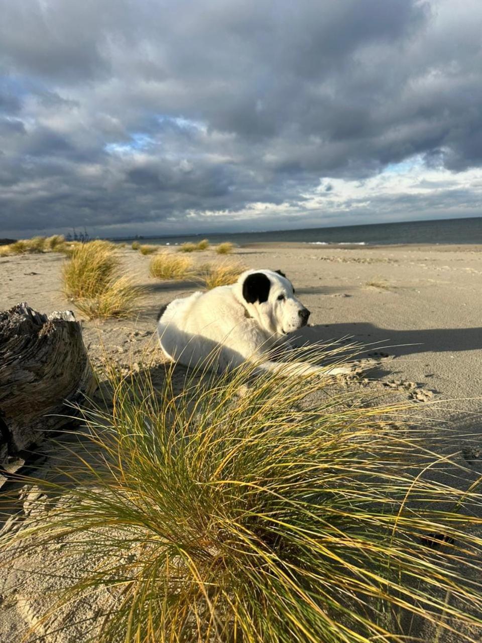 Sunny Place - Funny Place, Ze Slonecznym Ogrodkiem Na Wyspie Sobieszewskiej - Baltic Line